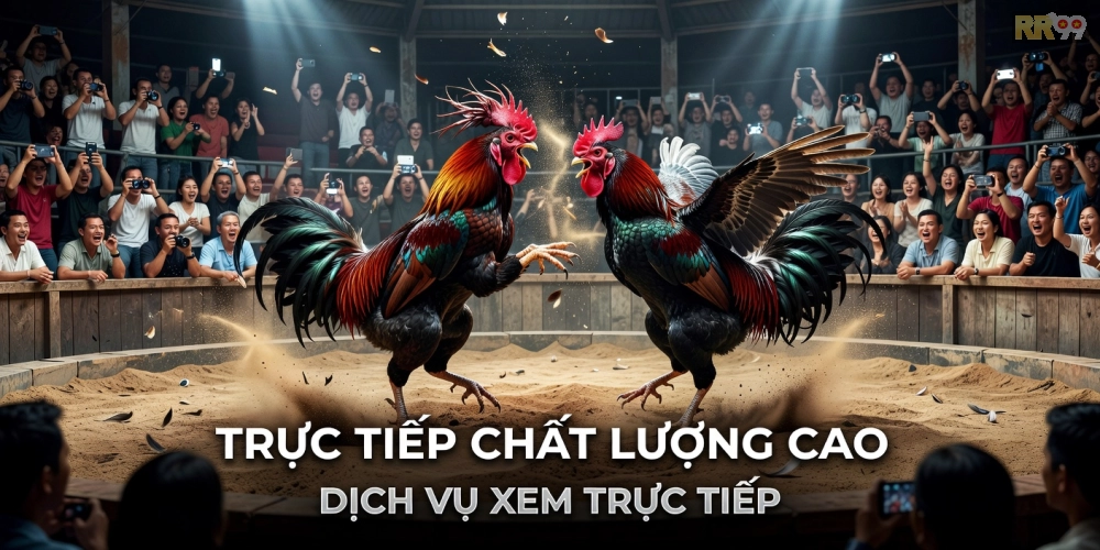 Ví dụ trận đấu đá gà kịch tính với chú gà chiến mạnh mẽ trên nền tảng uy tín
